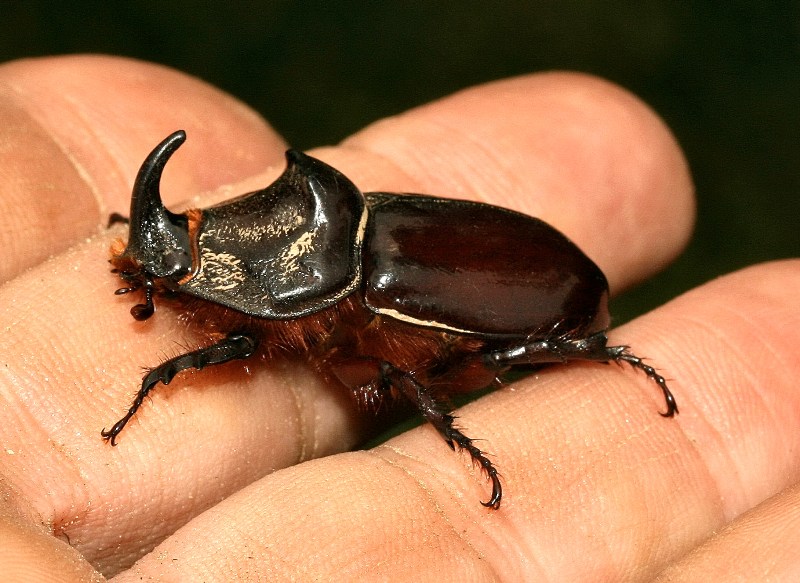 Coppia di scarabeo rinoceronte